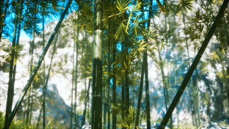 Asiatischer-Bambuswald-Mit-Sonnenlicht